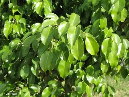 Natural Ficus Plant-thumb0