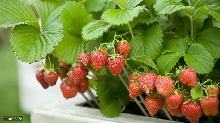 Natural Strawberry Plant-thumb0