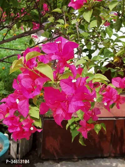 Natural Bougainvillea Plant-thumb0