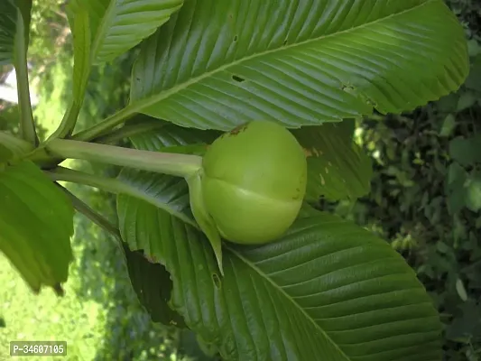 Natural Elephant Apple Plant-thumb0