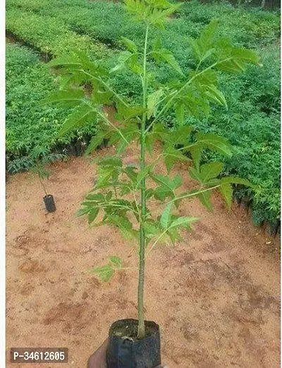 Natural Neem Plant-thumb0