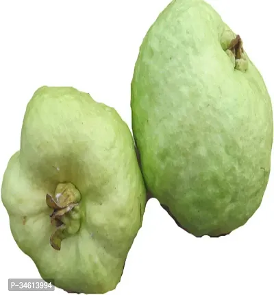 Natural Guava Plant-thumb0