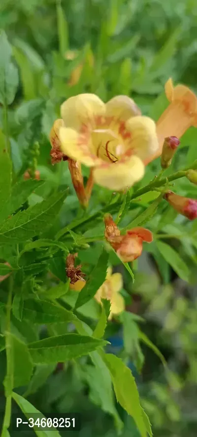 Natural Tecoma Plant-thumb0