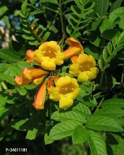 Natural Tecoma Plant-thumb0