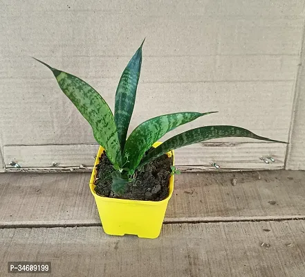 Natural Snake Plant-thumb0