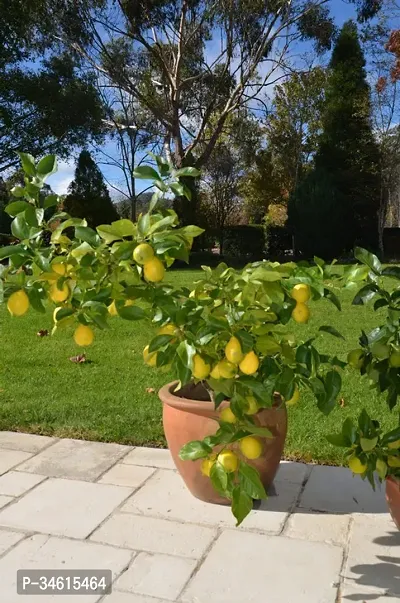 Natural Lemon Plant-thumb0