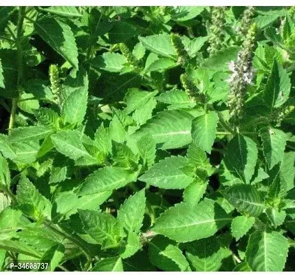 Natural Tulsi Plant-thumb0