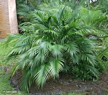 Natural Foxtail Palm Plant-thumb0