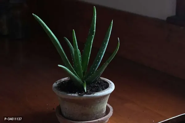 Natural Aloe Vera Plant-thumb0