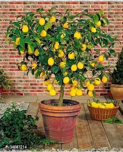 Natural Lemon Plant-thumb0