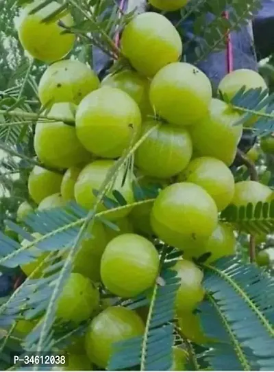 Natural Amla Plant-thumb0