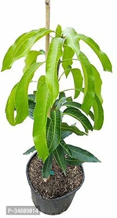 Natural Mango Plant-thumb0