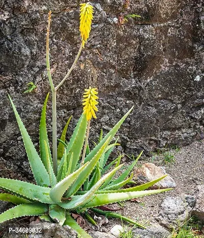 Natural Aloe Vera Plant-thumb0