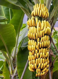 Natural Banana Plant-thumb1