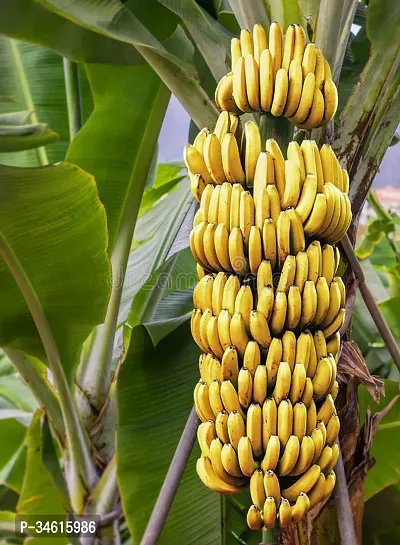 Natural Banana Plant-thumb2