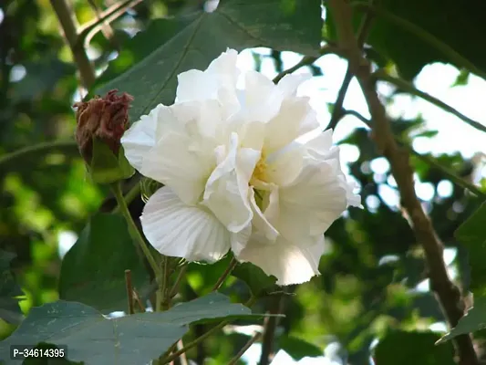 Natural Lotus Plant-thumb0