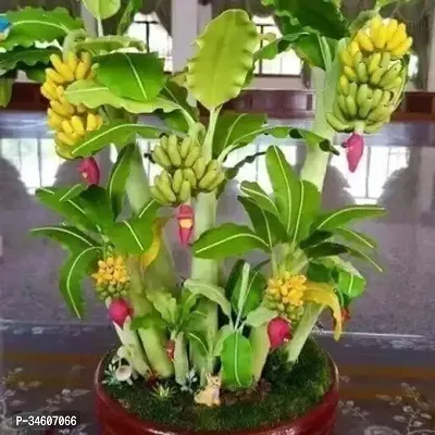 Natural Banana Plant-thumb0