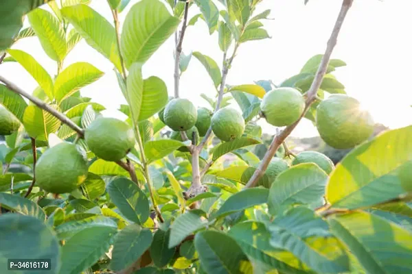 Natural Guava Plant-thumb0