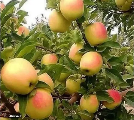 Natural Apple Plant-thumb0