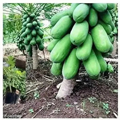 Natural Papaya Plant-thumb0