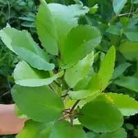 Natural Bryophyllum Pinnatumpatharchatta Plant-thumb2