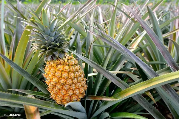 Natural Pine Apple Plant-thumb0