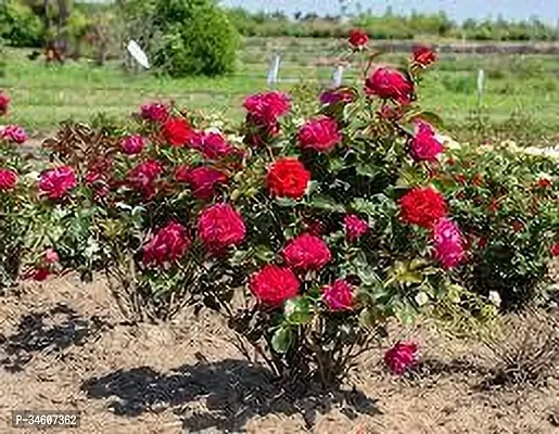 Natural Rose Plant-thumb2