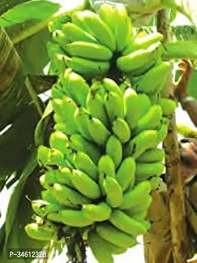 Natural Banana Plant-thumb2