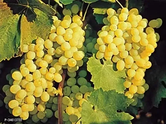 Natural Grape Plant-thumb2