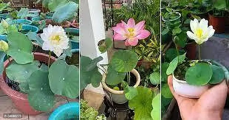 Natural Lotus Plant-thumb0