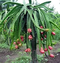 Natural Dragon Tree Plant-thumb2