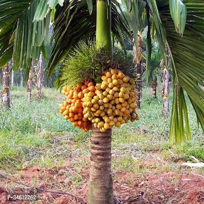 Natural Betel Nutsupari Plant-thumb0