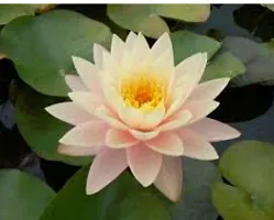 Natural Lotus Plant-thumb2