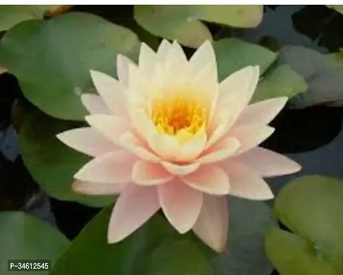 Natural Lotus Plant-thumb3