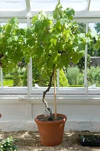 Natural Grapes Plant-thumb1