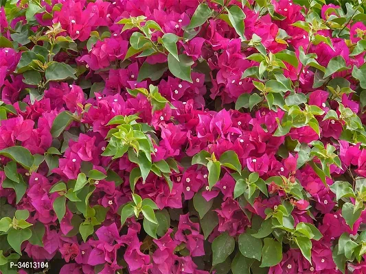 Natural Bougainvillea Plant-thumb2