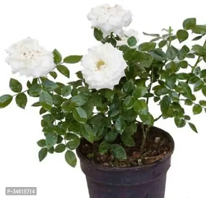 Natural Rose Plant-thumb0