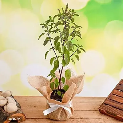 Natural Tulsi Plant-thumb0