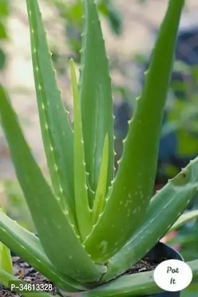 Natural Aloe Vera Plant-thumb0