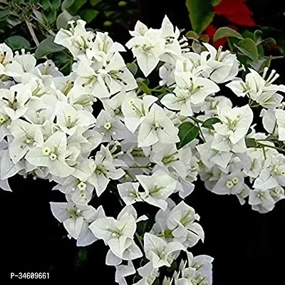 Natural Bougainvillea Plant-thumb2