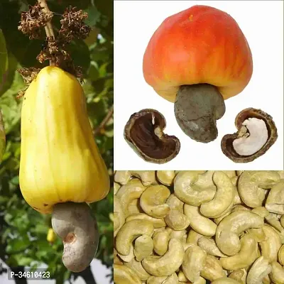 Natural Cashew Plant-thumb2