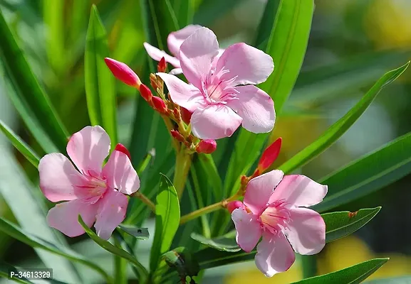 Natural Oleander Plant-thumb3