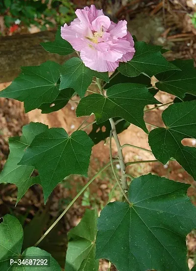 Natural Lotus Plant-thumb0