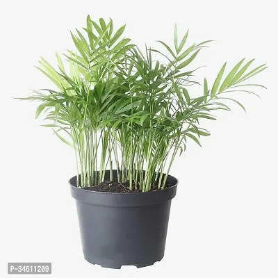 Natural Dragon Tree Plant-thumb0