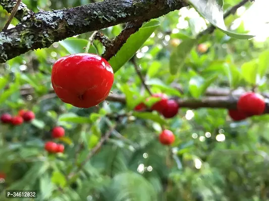 Natural Cherry Fruit Plant-thumb0