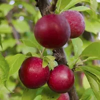 Natural Aloo Bukharaplum Plant-thumb1