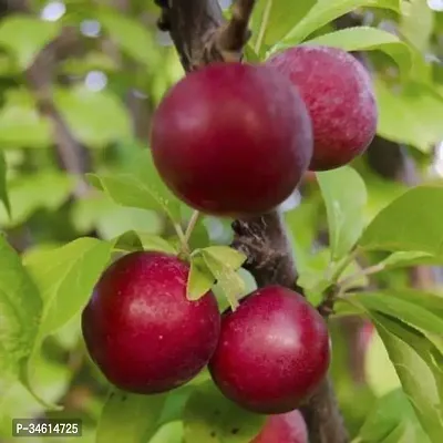 Natural Aloo Bukharaplum Plant-thumb2