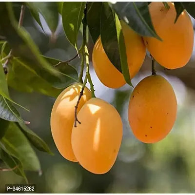 Natural Mango Plant-thumb3