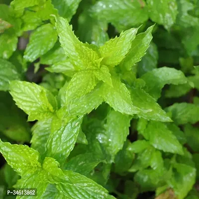 Natural Tulsi Plant-thumb3