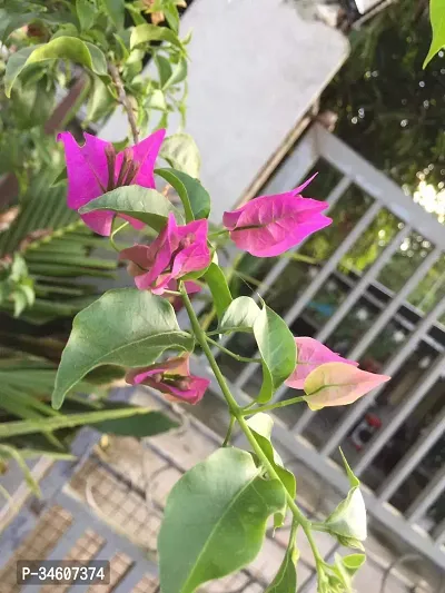 Natural Baugainvillea Plant-thumb0